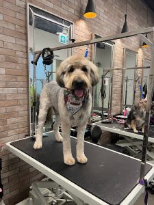 Oh My Dog Spa and Grooming