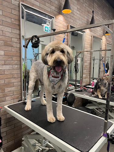 Oh My Dog Spa and Grooming