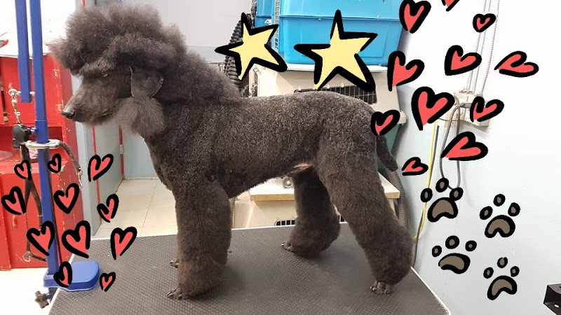 Hannahs Dog Grooming