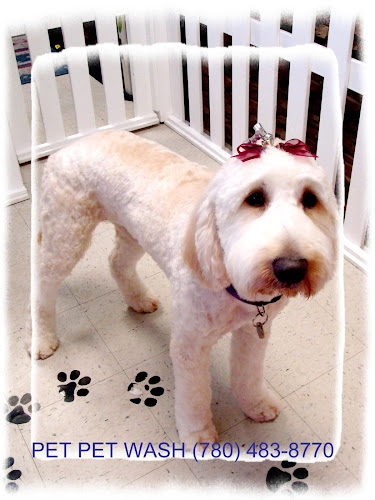 Pet Pet Wash Professional Dog Grooming Ltd