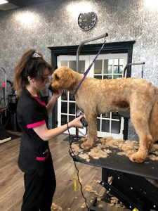 Premium PetStyling Ltd.