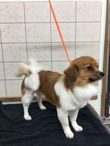 Bowser & Co Dog Groomers