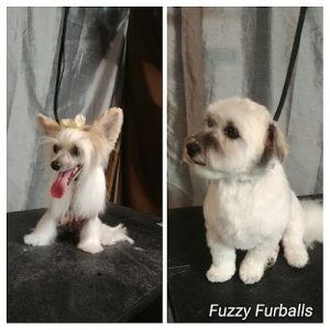 Fuzzy Furballs Grooming
