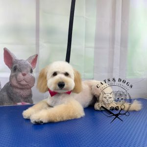 Cats & Dogs grooming services