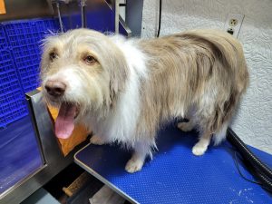 Buddylicious Dog Spa