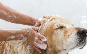 Happy Tails Pet Spa