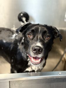 Grooming By Julia w/ K9 Awareness Daycare & Training