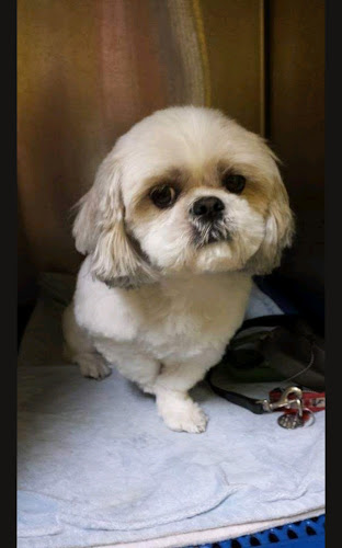 Friendly Pet Grooming Service