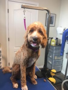 Shampooches Grooming Spa