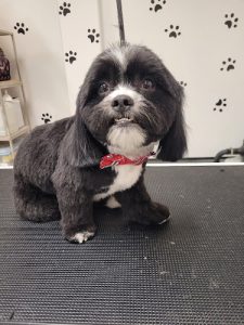 Kirsten’s Grooming