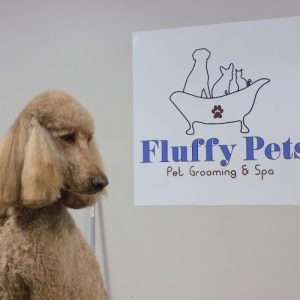 Fluffy Pets