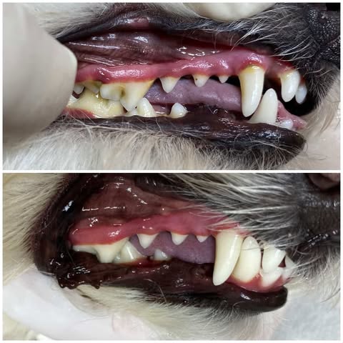 Big Dog Little Dog Smile Studio