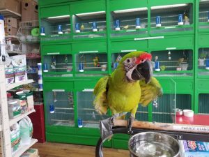 Central Pet Inc