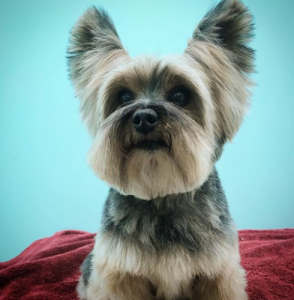 Inglewood Doggy Salon