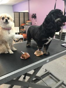 Dog Grooming Calgary