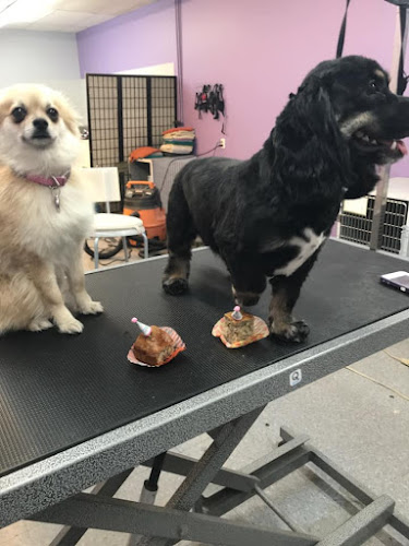 Dog Grooming Calgary