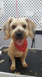 Bath to Bow Grooming Salon