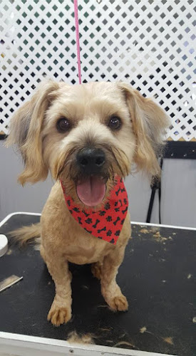 Bath to Bow Grooming Salon