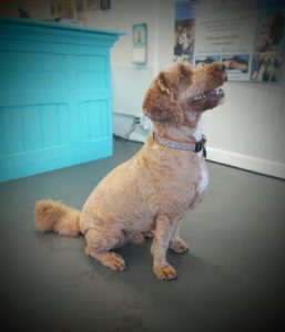 Dog Town Grooming YYC