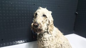Dogs Rule Pet Grooming Calgary