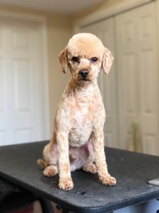 Tail-rific Dog Grooming