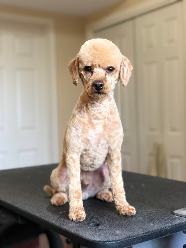 Tail-rific Dog Grooming