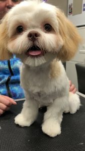 Pretty Li’l Pups Dog Grooming