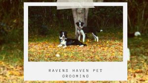 Raven’s Haven Pet Grooming