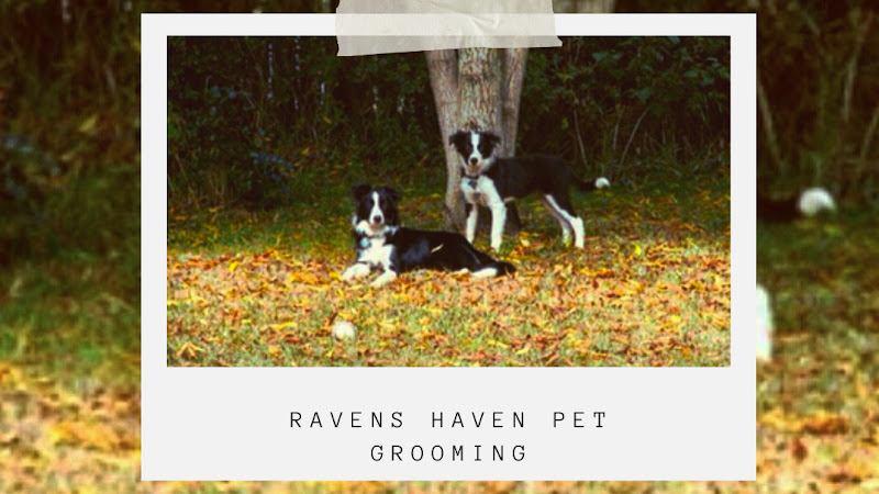 Raven’s Haven Pet Grooming