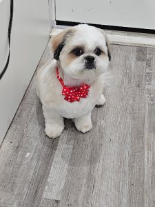 Harmony Dog Grooming