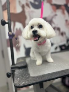 Shampooch Grooming – Acadia