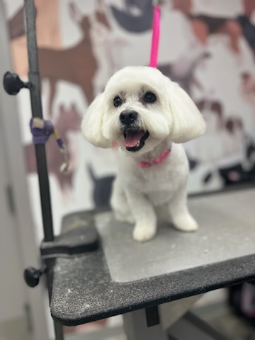 Shampooch Grooming – Acadia