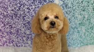 Hair of the dog Grooming Salon Inc.