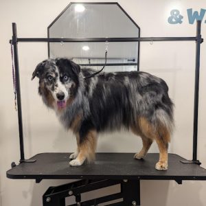 Wiggles & Washes Pet Grooming