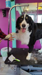 Brilliant Best Friends – Dog Grooming, Training & Playschool