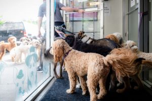 PAWS Dog Daycare Calgary