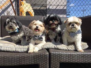 Sleep Rover Doggie Hotel & Daycare