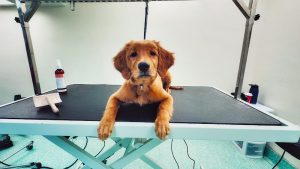 The Pawsh Dog Salon Calgary Downtown