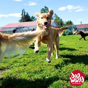 Dog World Bedrock Kennels