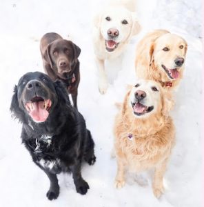 Your Dog’s Best Friend
