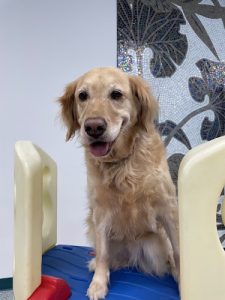 Pet Paradise Inc. (Edmonton)