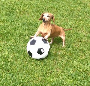 Kitties At Home Pet & Home Sitting Service