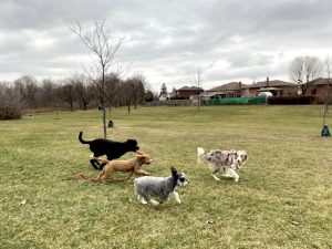 PawPal Adventures Pet Services