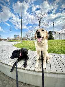Griffintown Dog Boarding