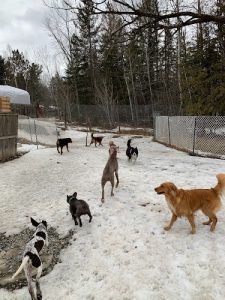 Garderie Hapitou – Garderie pour chiens