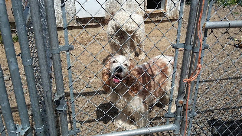 Settle Inn Dog Kennel