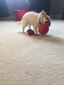 My Pet Service