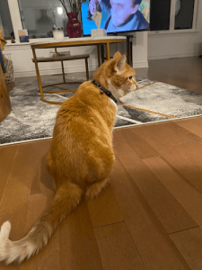Priority Pet Boarding Service Inc.
