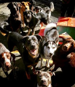 We Love Dogs – Daycare & Exercise Centre