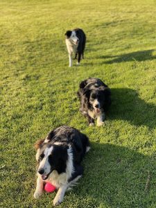 In Piper’s Dream Border Collies
